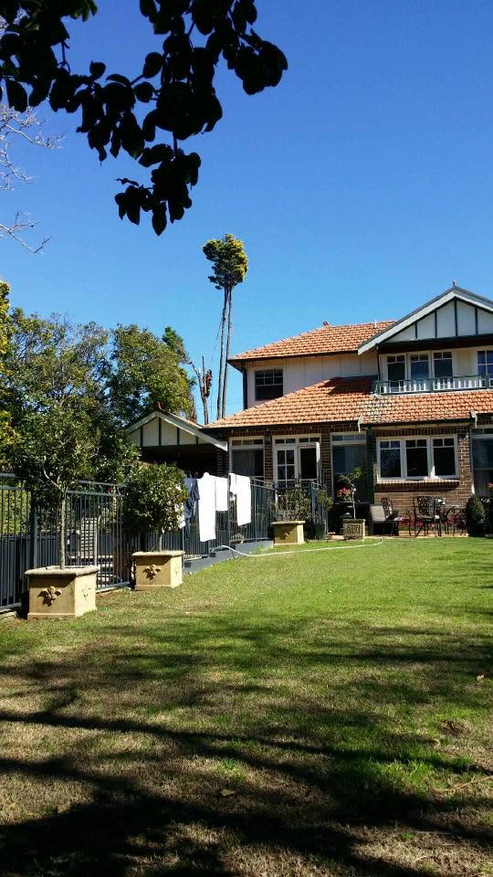 Certified arborist tending a Sydney garden