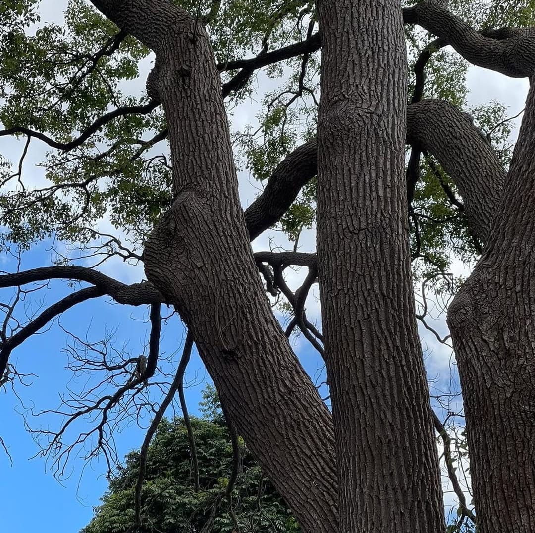 Arborist Reports