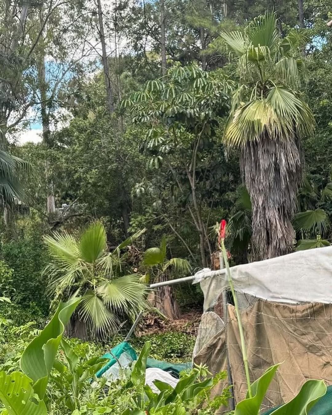 Certified arborist ready to prepare your Sydney arborist report