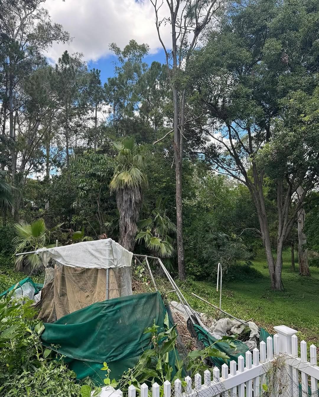 Arborist trimming palm fronds in a Sydney garden
