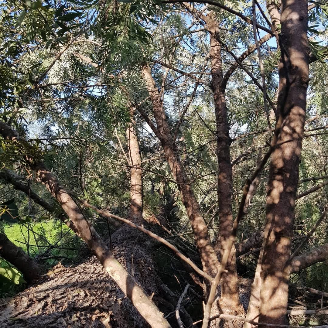 Arborist inspecting a tree trunk for a council report in Sydney
