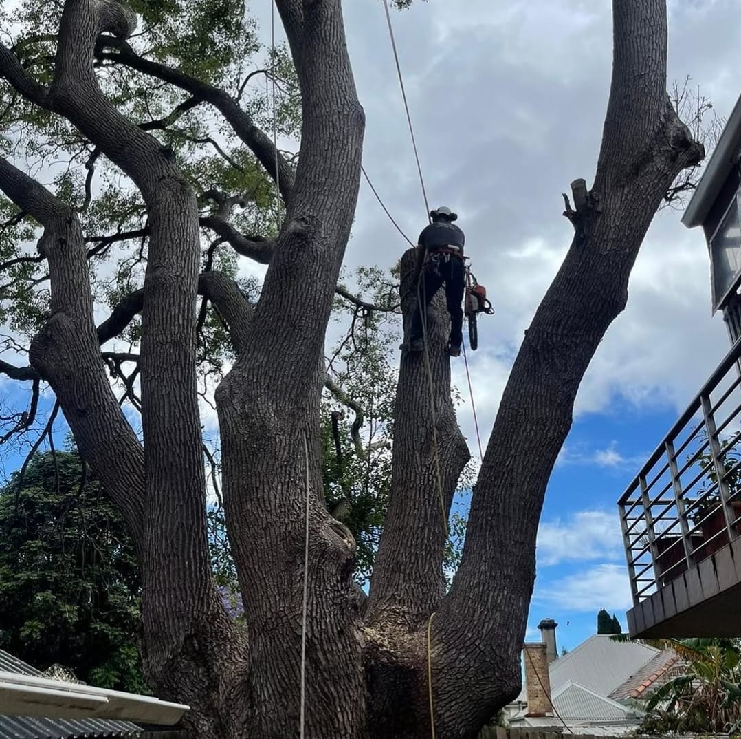 Certified arborist working high in a large tree